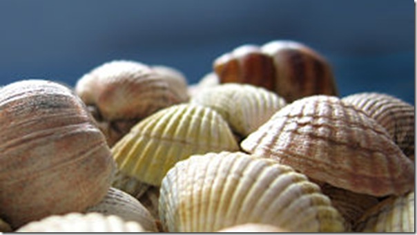 Seashells_opt